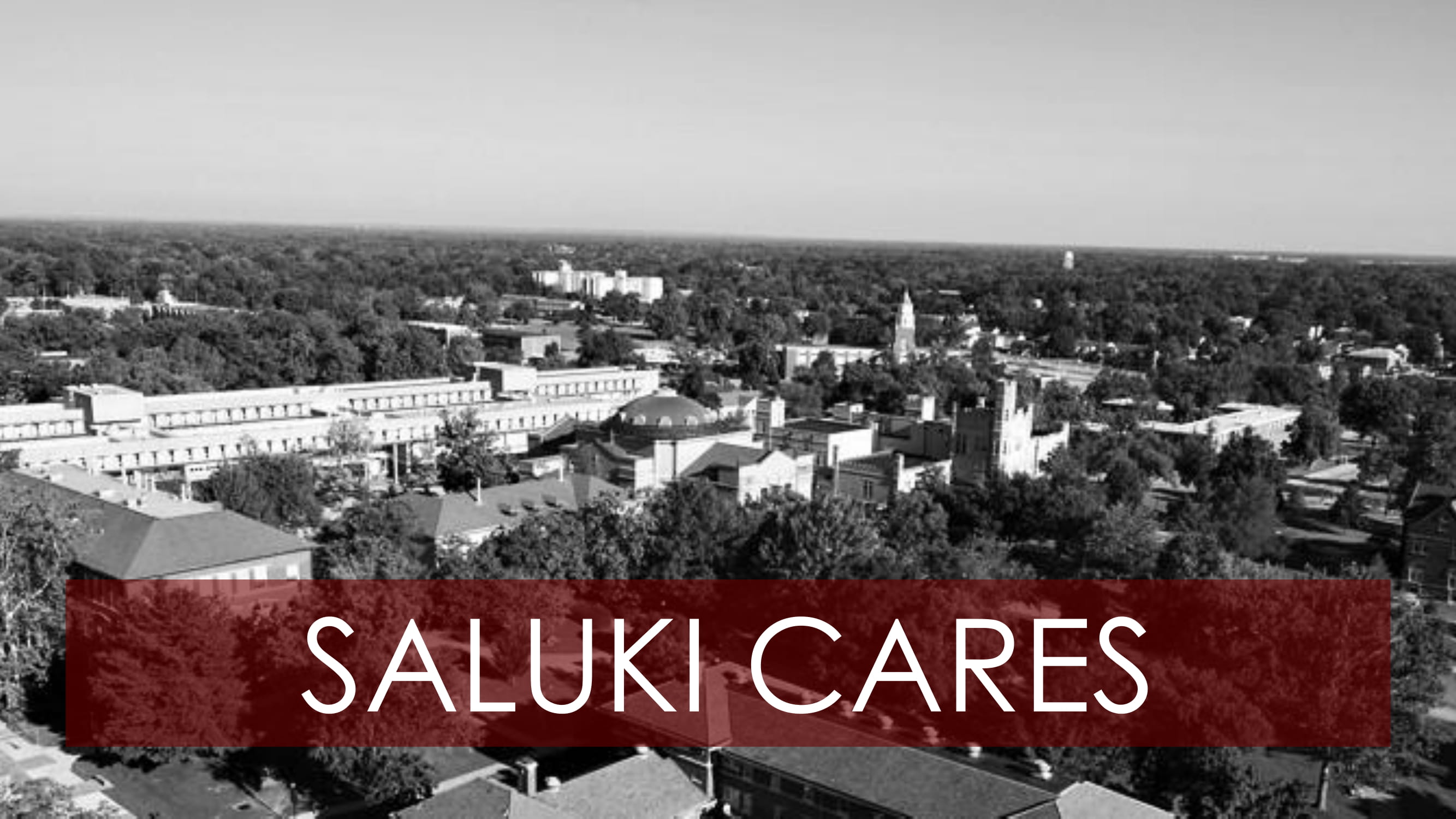 Saluki-Cares-1.jpg